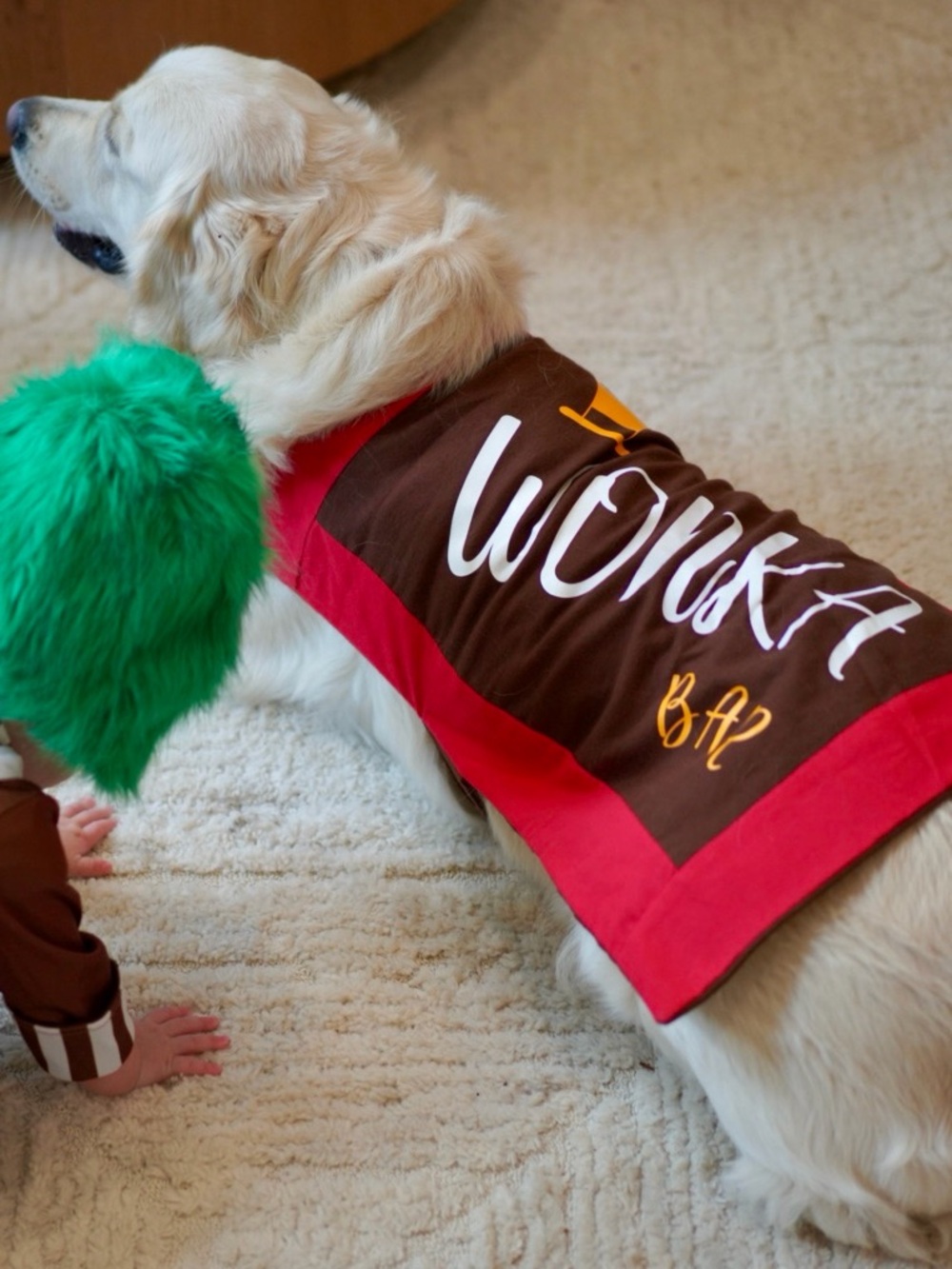 Wonka Bar Dog Halloween Costume